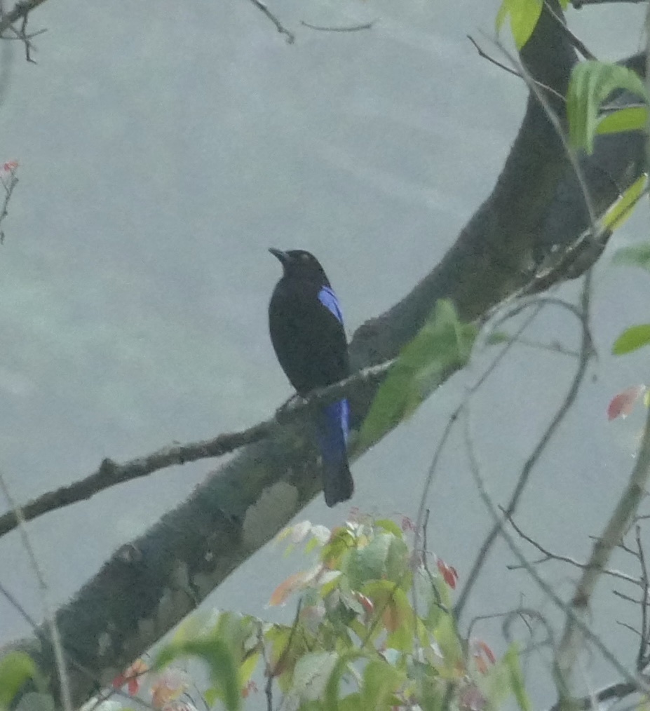 Asian Fairy-bluebird