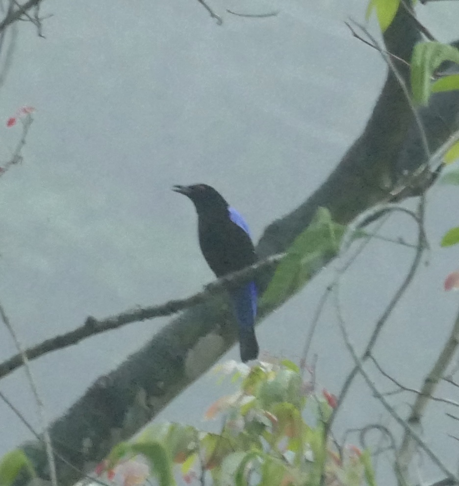 Asian Fairy-bluebird