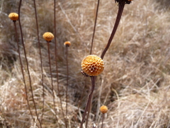 Balduina uniflora
