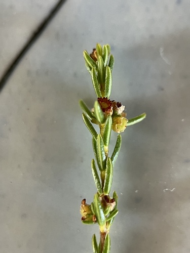 Image of Ridgeseed Heath (Erica axillaris) by (c) Charleen Brunke, some rights reserved (CC BY)