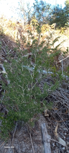 Image of Asparagus lignosus by (c) Adele SL, some rights reserved (CC BY)