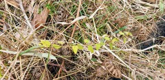 Scutellaria humilis