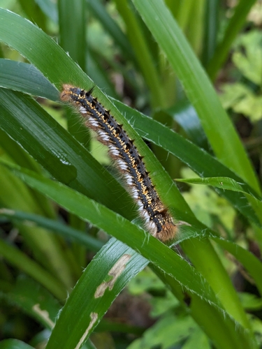 Euthrix potatoria