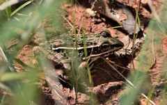 Lithobates blairi