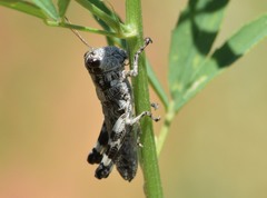 Dendrotettix quercus