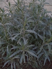 Senecio clivicola