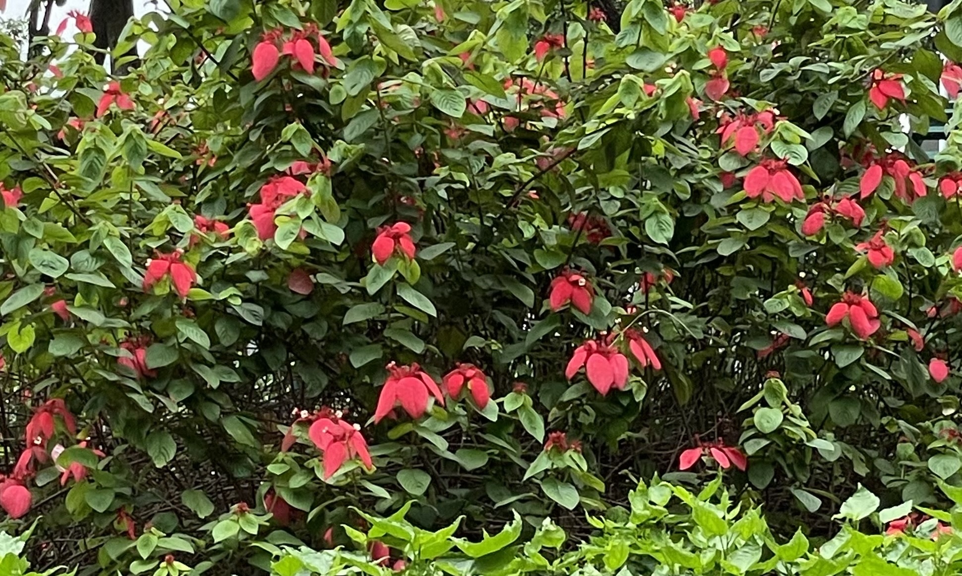 Imagem de Mussaenda-vermelha