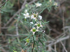 Fendlera linearis