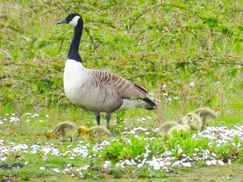 Barnacla canadiense grande (Branta canadensis)