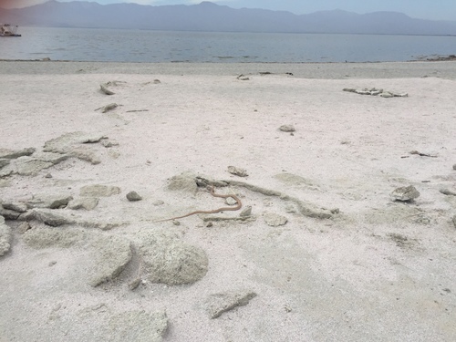 Desert Coachwhip, Salton Sea State Recreation Area, Mecca, CA, US, photo 10 of 10