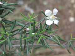 Fendlera linearis
