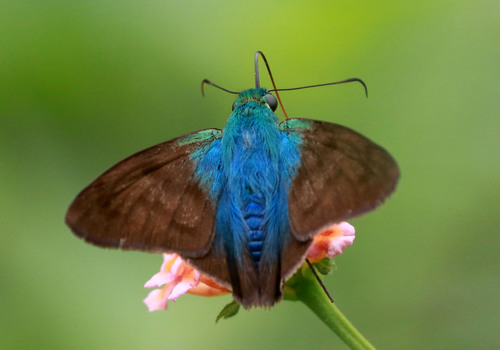 Astraptes cretatus