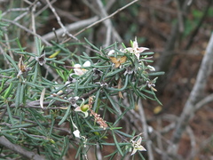 Fendlera linearis