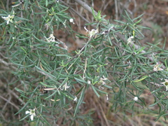 Fendlera linearis