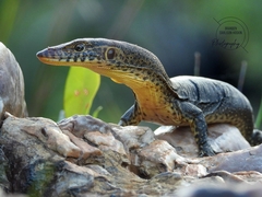 Mertens's Water Monitor photo 3