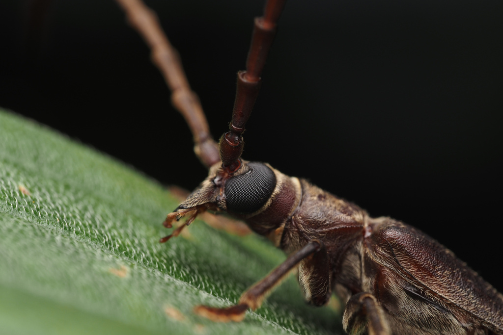 Vesperid Beetles