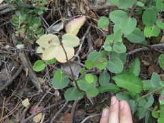 Litsea parvifolia