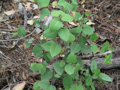Litsea parvifolia