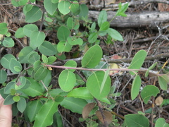 Litsea parvifolia