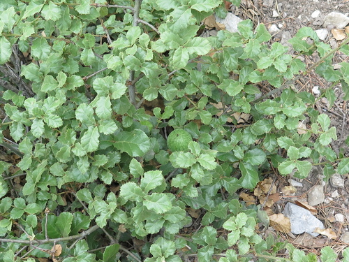 Quercus hintoniorum