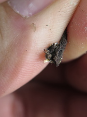 Heterodermia obscurata