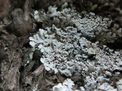 Heterodermia obscurata