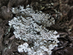 Heterodermia obscurata