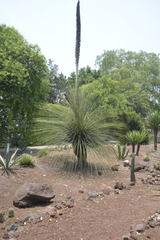 Dasylirion longissimum