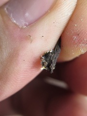 Heterodermia obscurata