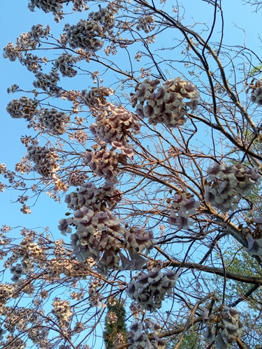 Paulovnia (Paulownia)