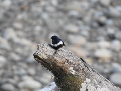 Atticora fasciata