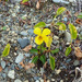 Viola maculata - Photo (c) rutabegabunny, algunos derechos reservados (CC BY-NC), uploaded by Rebecca Marschall