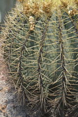 Ferocactus glaucescens