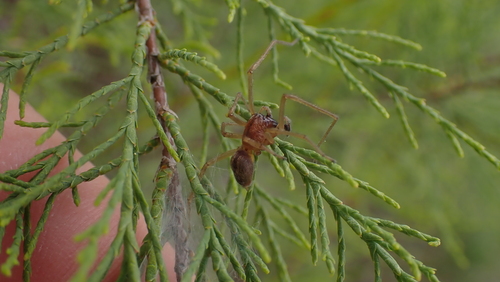 Cheiracanthium pennatum