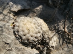 Mammillaria plumosa