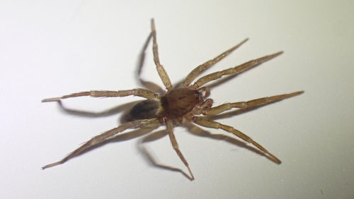 Agraecina lineata
