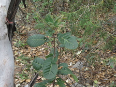 Rhus muelleri