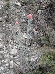 Castilleja lanata