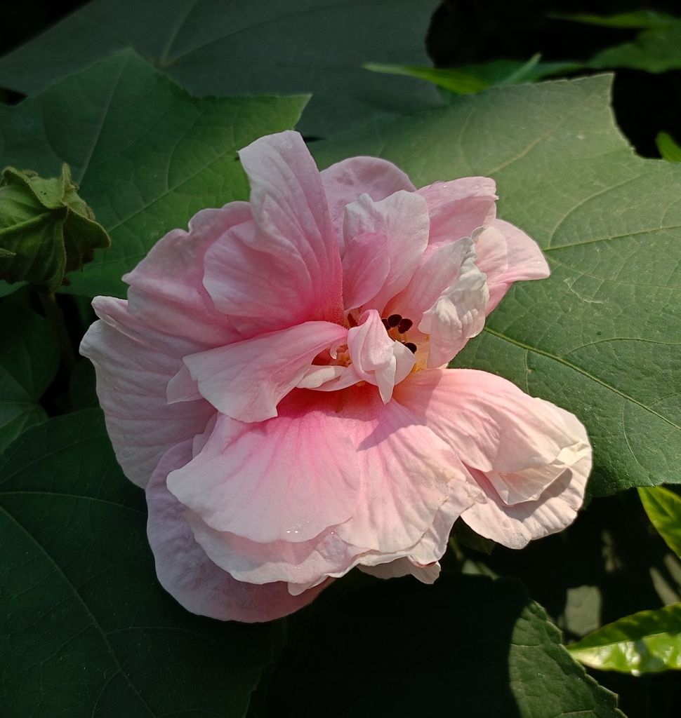 Hibiscus mutabilis