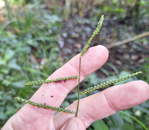 Image of Paspalum mandiocanum by (c) Greg Tasney, some rights reserved (CC BY-SA)