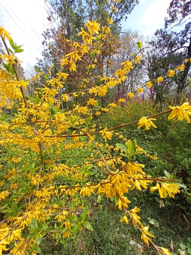Forzicija (Forsythia)