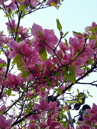 magnólia ľaliokvetá (Magnolia liliiflora)