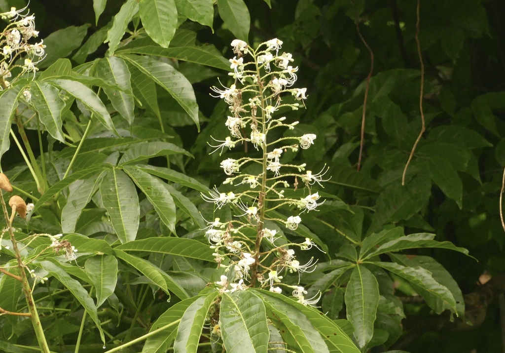 Aesculus assamica (Aesculus assamica)