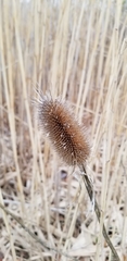 Dipsacus fullonum