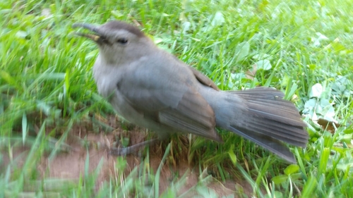Gray Catbird photographed in West Virginia