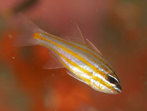 Photo of Yellowstriped cardinalfish (Ostorhinchus cyanosoma)