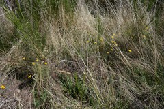 Eschscholzia californica californica