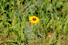 Helenium bigelovii