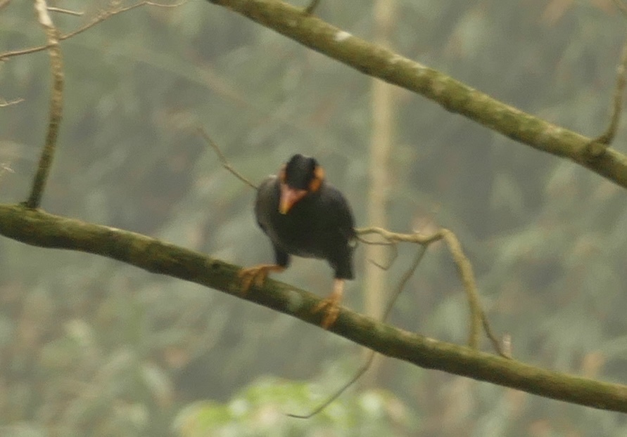 Common Hill Myna