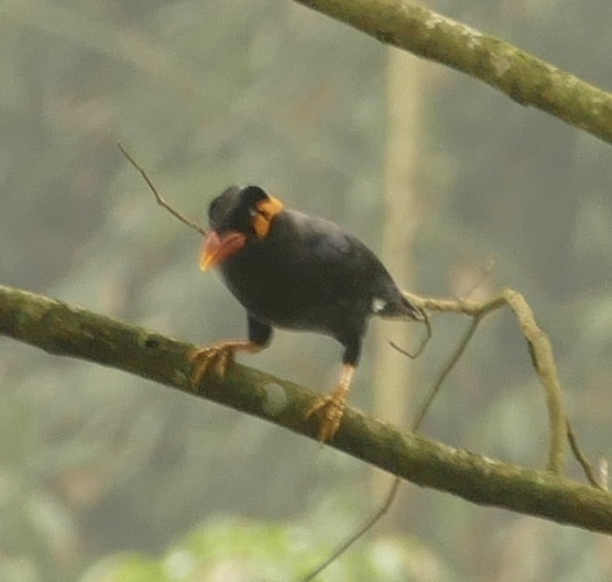 Common Hill Myna
